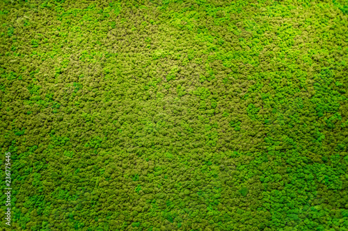 Green moss beautiful texture with good outdoor light photo