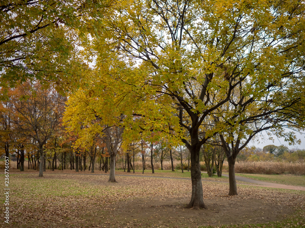Naklejka premium 公園の紅葉