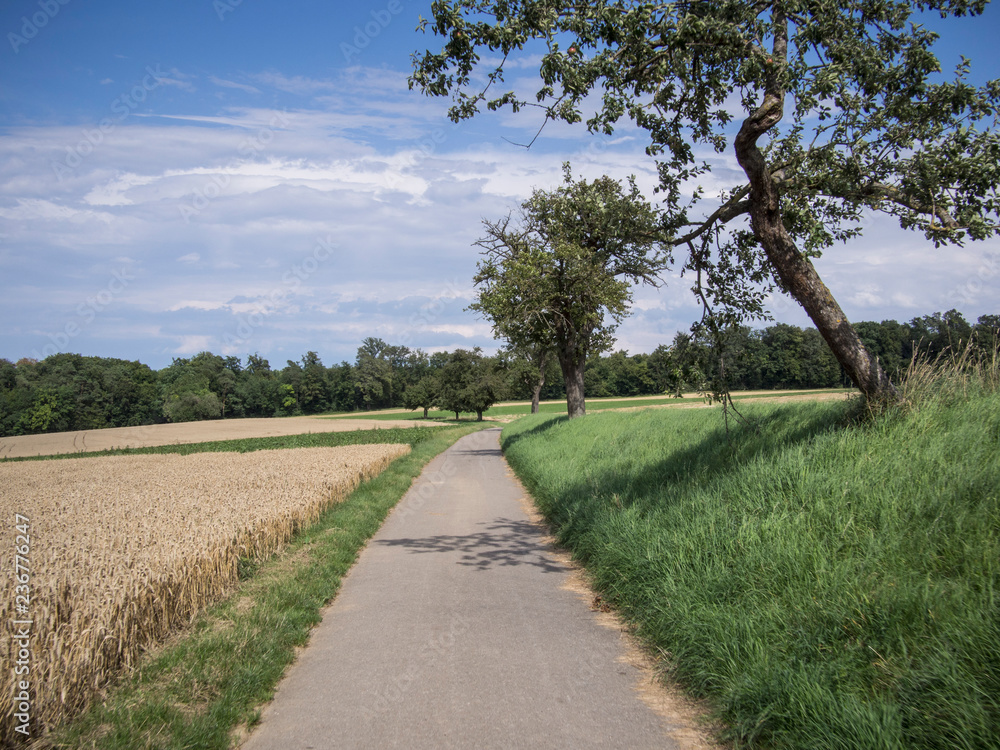 Corn field on a road in autumn with a cloudy sky in front of a wooded hill