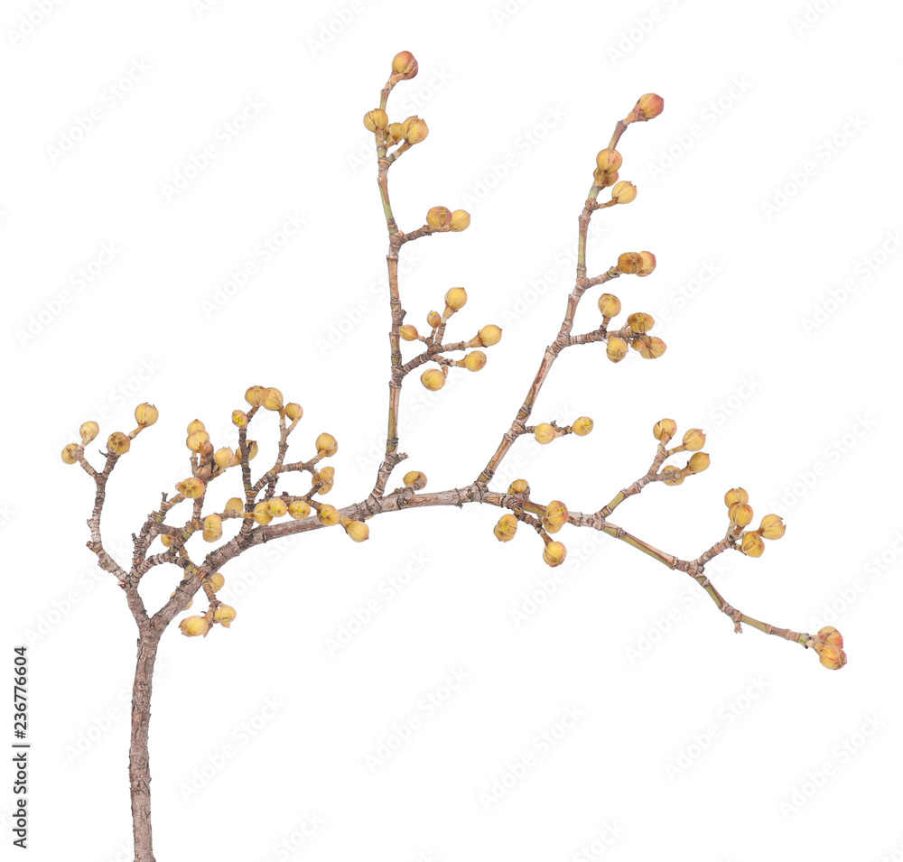 European cornel branch European cornel branch