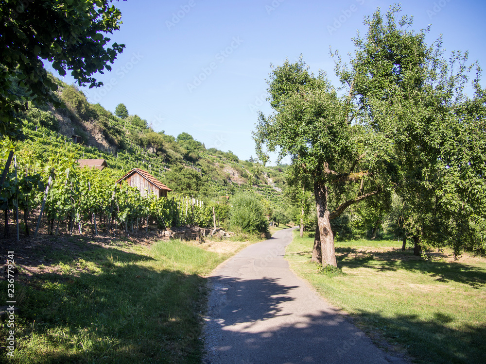 Road through apple trees on a steep vineyard with cottage in the sun Road through apple trees on a steep vineyard with cottage in the sun