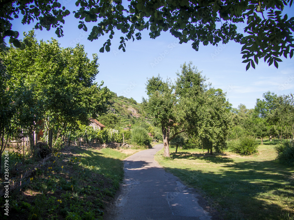 Road through apple trees on a steep vineyard with cottage in the sun