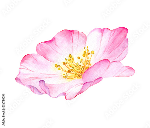 Watercolor flower of wild rose. Painted botanical illustration