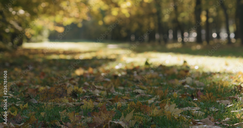 Low angle shot of fallen autumn leaves on grass in the morning Low angle shot of fallen autumn leaves on grass in the morning
