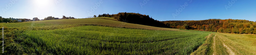 Fototapeta premium rural landscape with wheat field and blue sky