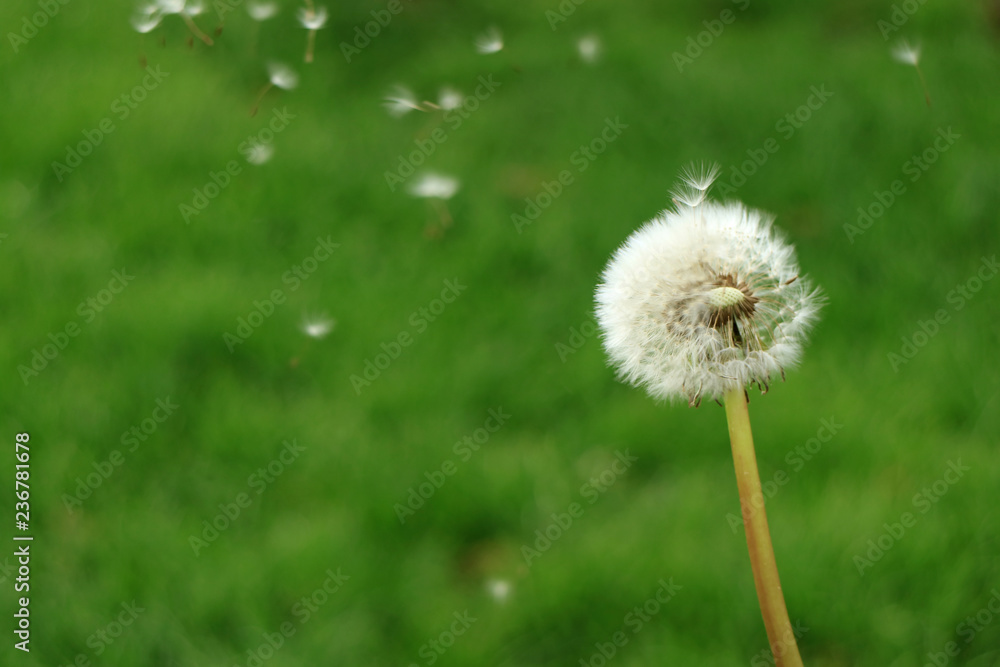 Closed up a white Dandelion flower head with a lot of tiny florets flying in the air against blurred green field Closed up a white Dandelion flower head with a lot of tiny florets flying in the air against blurred green field