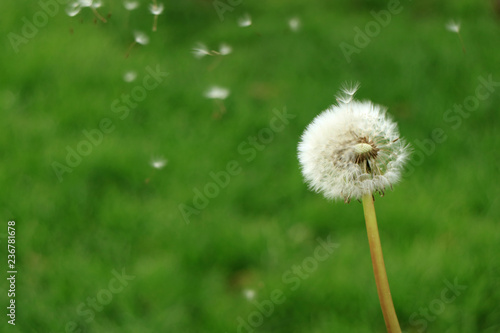 Closed up a white Dandelion flower head with a lot of tiny florets flying in the air against blurred green field 