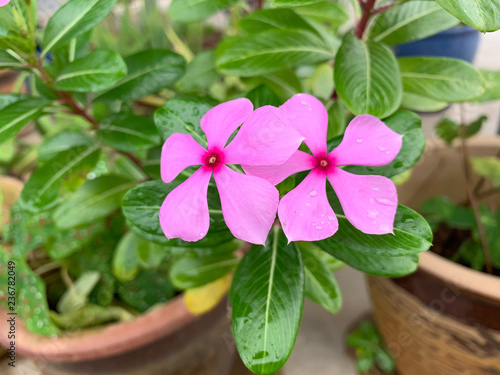 KELANTAN, MALAYSIA - DISEMBER 1, 2018 : Mallow flower.