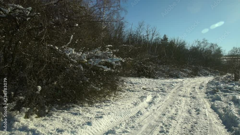 Snow-covered trees in the forest. Forest Park in Winter on a Sunny Day During a Snowfall. Christmas Winter New Year Snow-covered trees in the forest. Forest Park in Winter on a Sunny Day During a Snowfall. Christmas Winter New Year