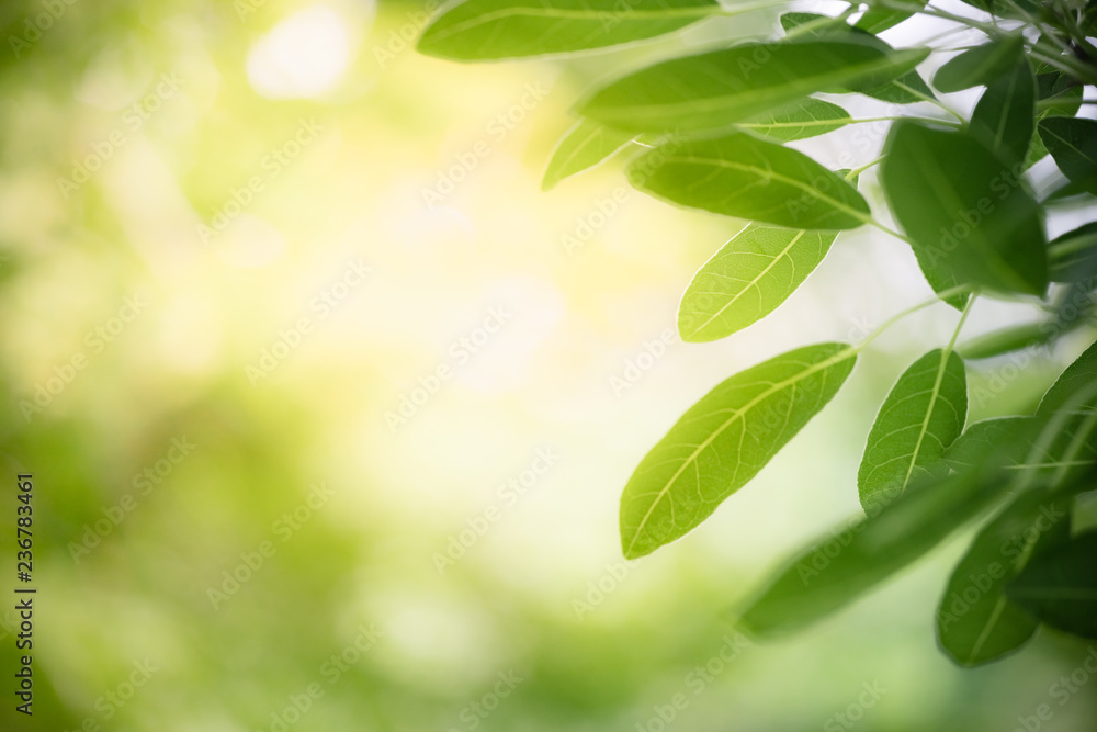Nature of green leaf in garden at summer. Natural green leaves plants using as spring background cover page greenery environment ecology wallpaper Nature of green leaf in garden at summer. Natural green leaves plants using as spring background cover page greenery environment ecology wallpaper