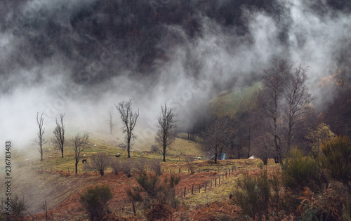 paysage hivernal dans la brume