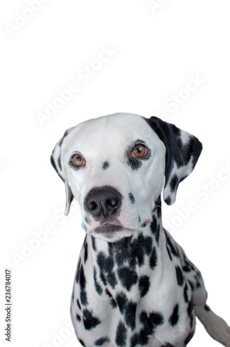 Dalmatian boy