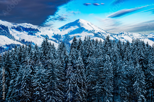 winter forest alps photo