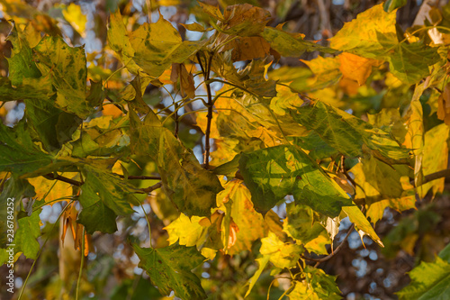 german baltic sea coast colorful autumn scene