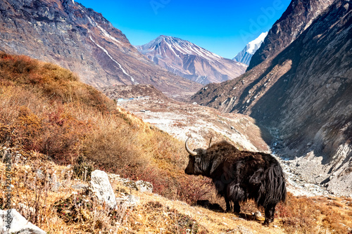 Yak Langtang Valley Nepal