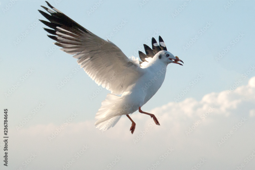 Obraz premium Seagull in the blue sky..