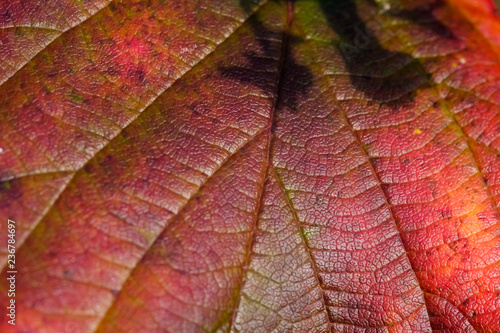 Red autumn leaf closeup