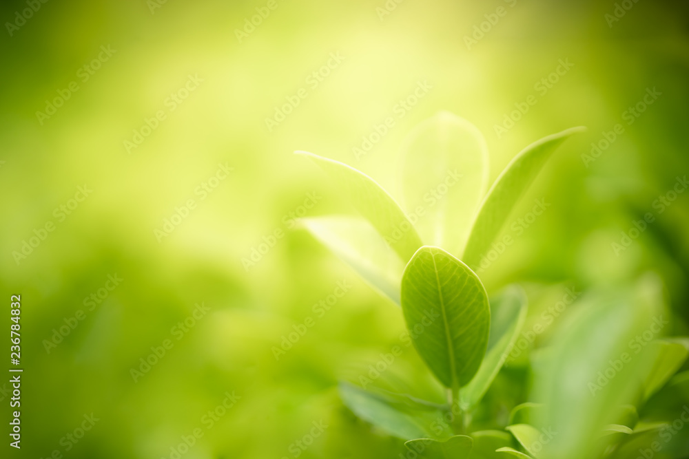 Nature of green leaf in garden at summer. Natural green leaves plants using as spring background cover page greenery environment ecology wallpaper Nature of green leaf in garden at summer. Natural green leaves plants using as spring background cover page greenery environment ecology wallpaper