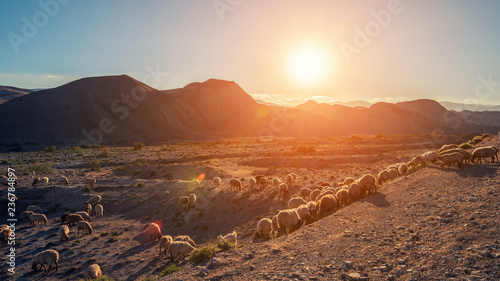 Herd of livestock in the pasture