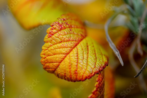 Yellow and red autumn leaves