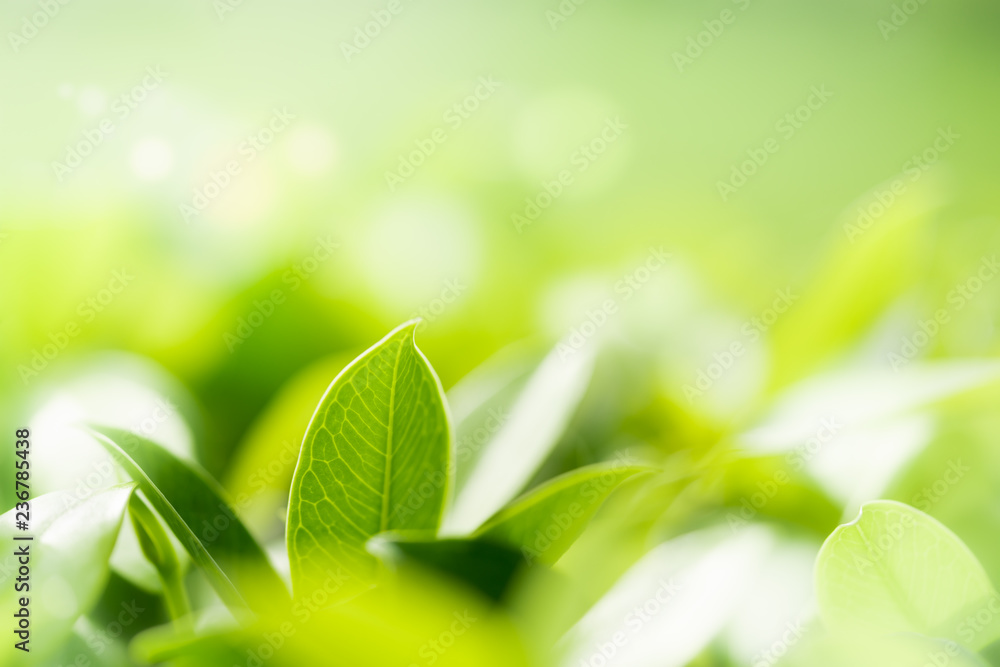 Nature of green leaf in garden at summer. Natural green leaves plants using as spring background cover page greenery environment ecology wallpaper Nature of green leaf in garden at summer. Natural green leaves plants using as spring background cover page greenery environment ecology wallpaper