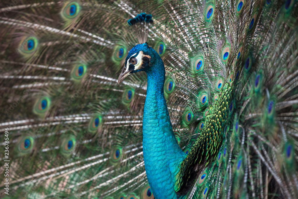 Fototapeta premium Dancing Peacock.
