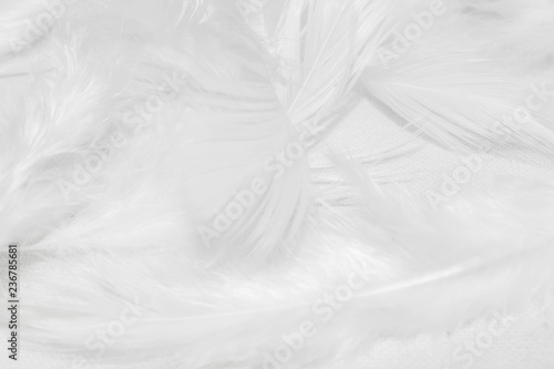 White feathers on white background for design