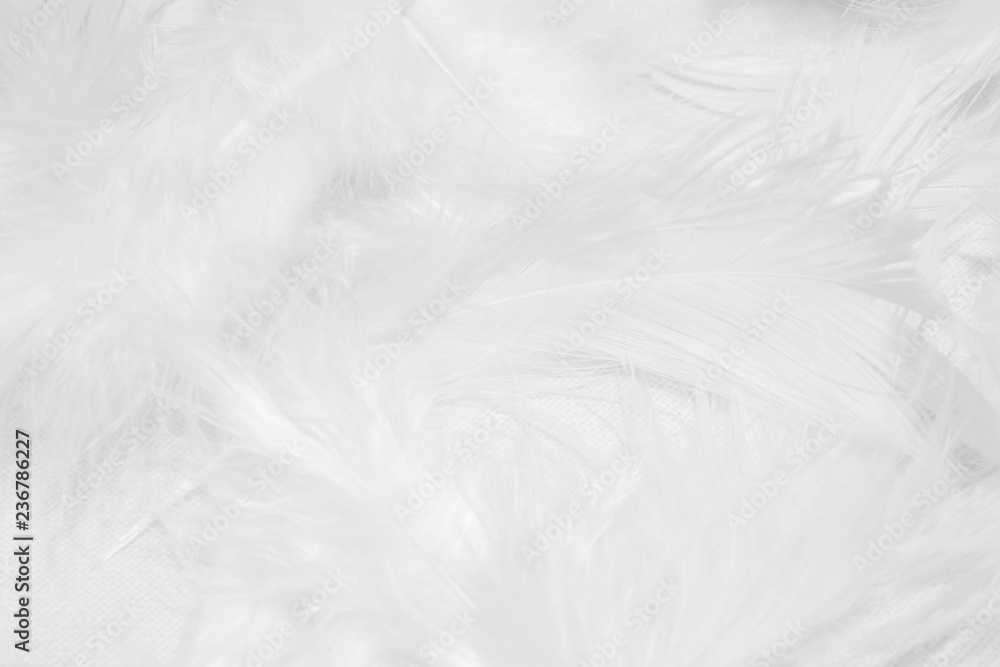 White feathers on white background for design White feathers on white background for design