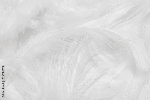 White feathers on white background for design