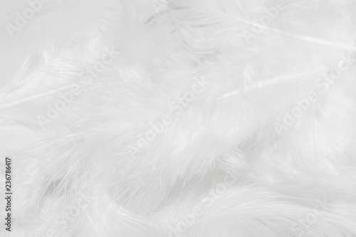 White feathers on white background for design