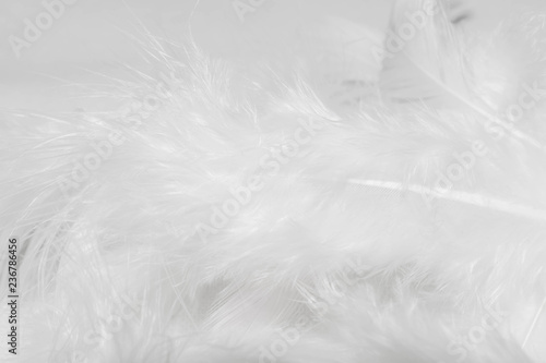 White feathers on white background for design