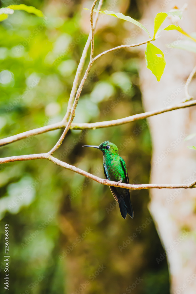 Obraz premium schöner Kolibri in Costa Rica - Monte Verde