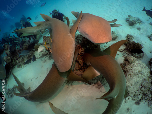 Nurseshark Action photo