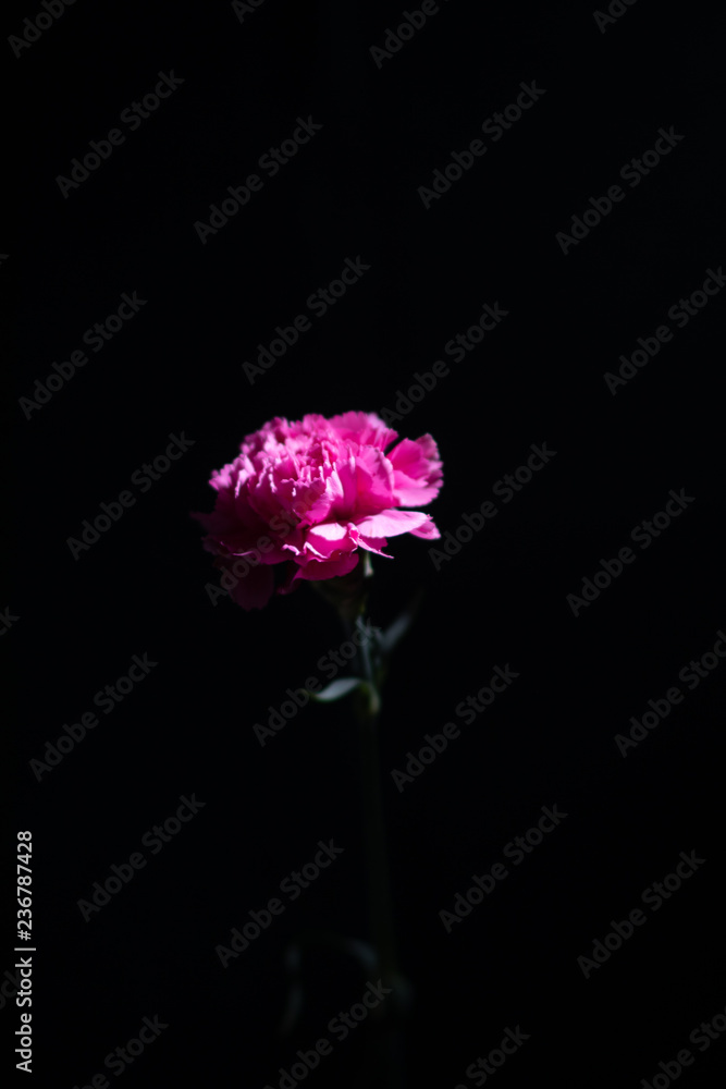 flower flower