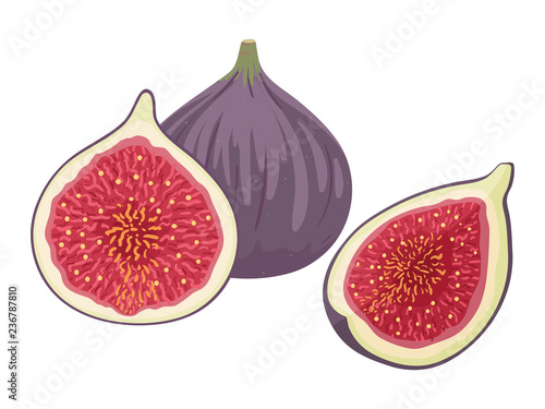 Fresh ripe delicious juicy figs whole and cut in half and quarter. Fig isolated on white background. Vector hand drawn illustration. 