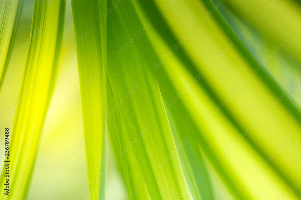Nature of green leaf in garden at summer. Natural green leaves plants using as spring background cover page greenery environment ecology wallpaper Nature of green leaf in garden at summer. Natural green leaves plants using as spring background cover page greenery environment ecology wallpaper
