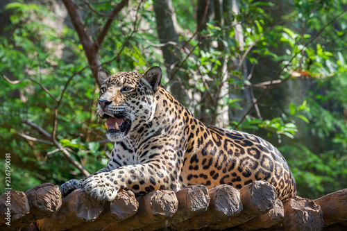 jaguar