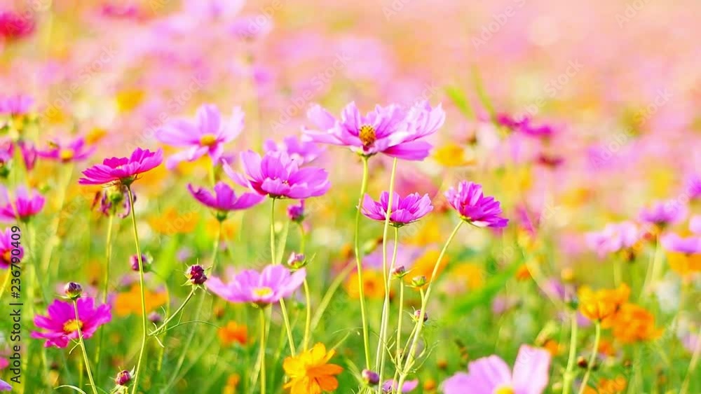Cosmos flower field landscape. Cosmos flower field landscape.