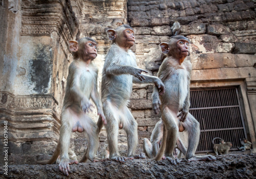 Monkey Family.	
