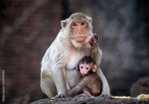 Monkey Family.	