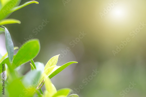 Green leaves and bokeh are beautiful backgrounds.