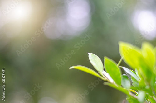 Green leaves and bokeh are beautiful backgrounds.