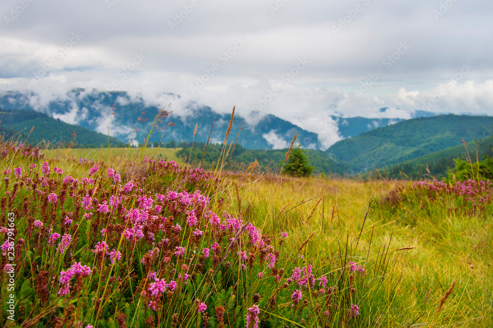 Obraz premium Pink wild flowers in the mountains