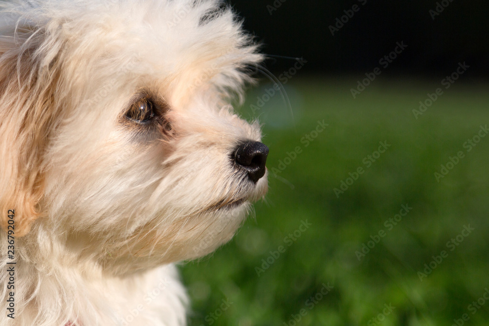 profile close up of a cute white lap dog