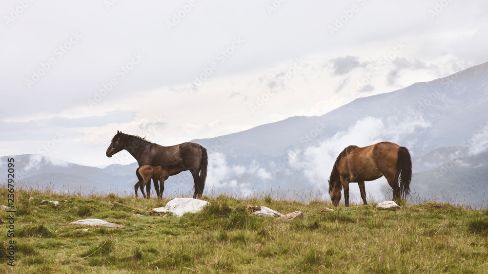 Horses on a mountain pasture