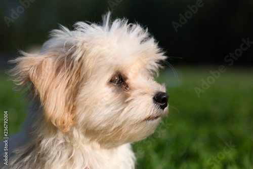 profile of a cute white lap dog