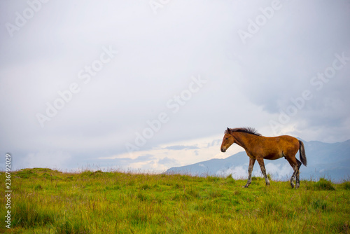 Horse on the mountains © Liz