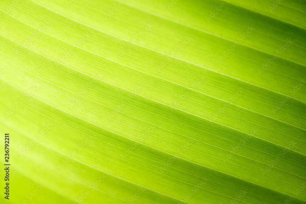 Nature of green leaf in garden at summer. Natural green leaves plants using as spring background cover page greenery environment ecology wallpaper Nature of green leaf in garden at summer. Natural green leaves plants using as spring background cover page greenery environment ecology wallpaper