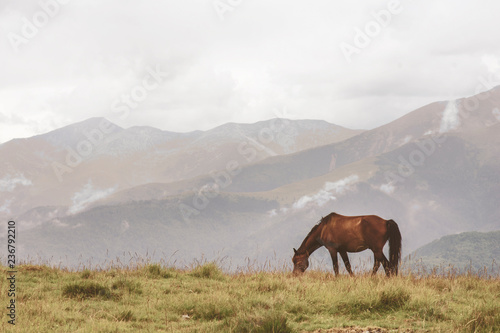 Horse grazing in the mountains, vintage filter