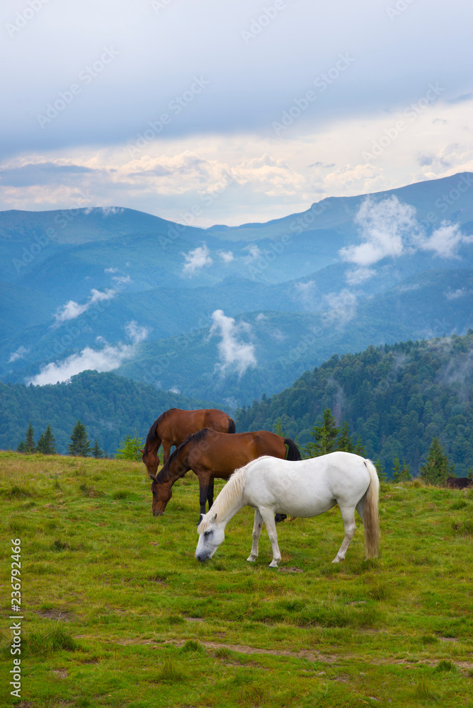 Three horses grazing on a pasture in the mountains